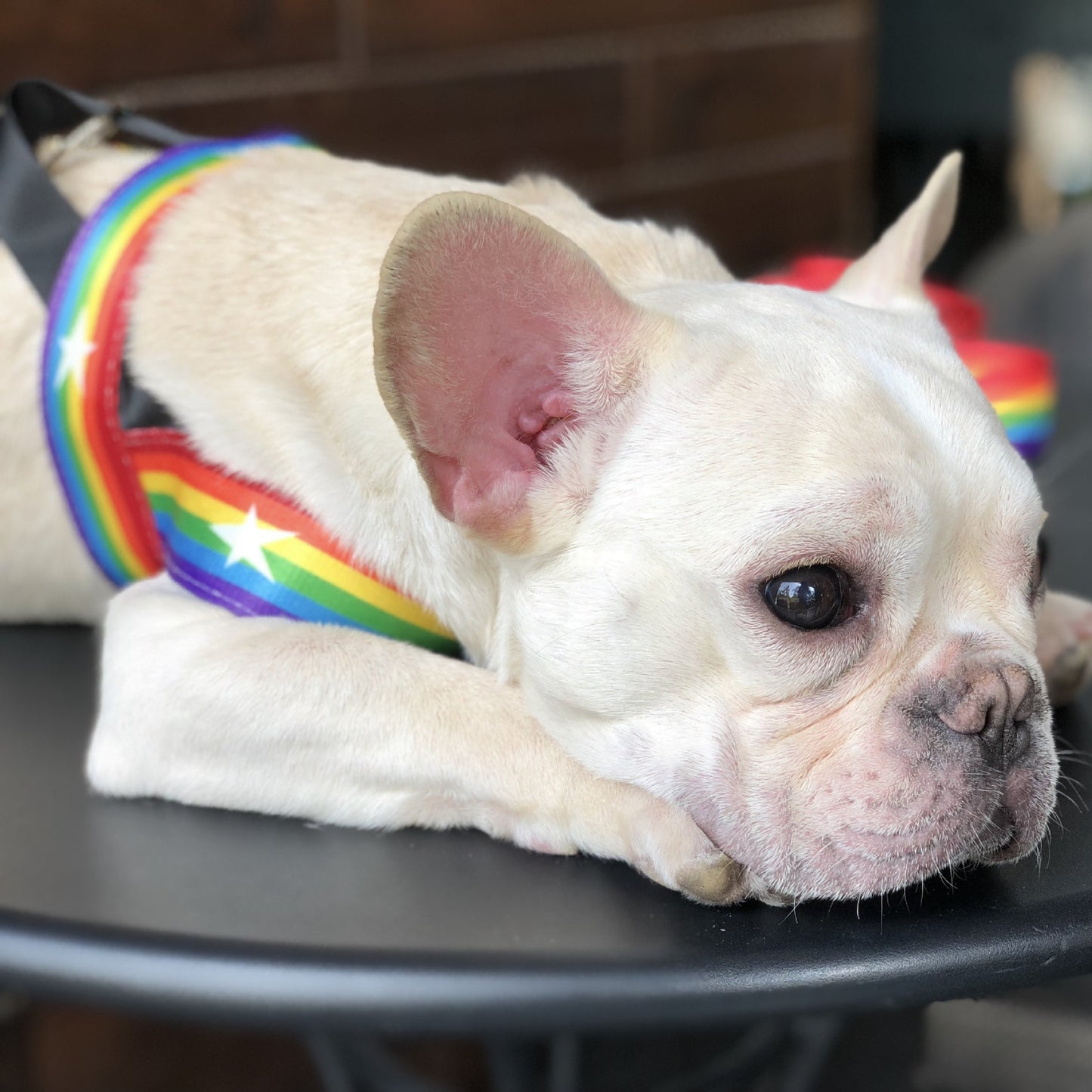 Correa Arcoíris para Perros con Correa Pecho – Estilo y Seguridad en Cada Paseo 🌈🐶 - EliteMascotas