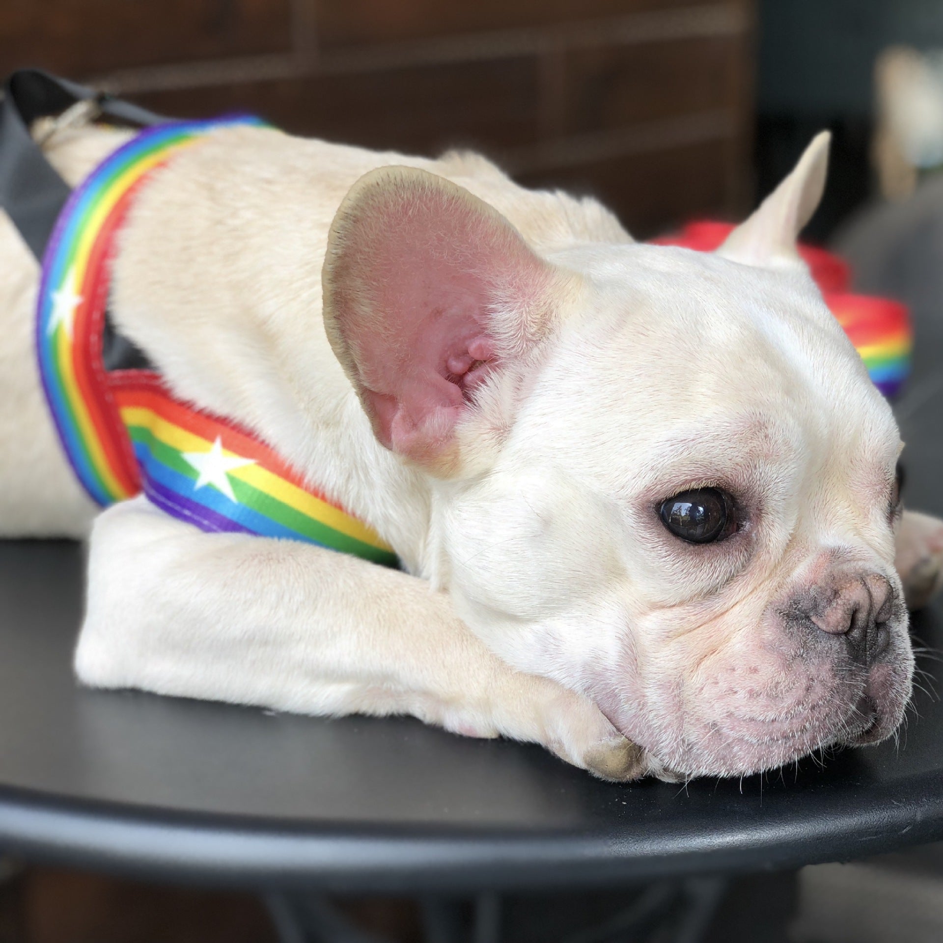 Correa Arcoíris para Perros con Correa Pecho – Estilo y Seguridad en Cada Paseo 🌈🐶 - EliteMascotas