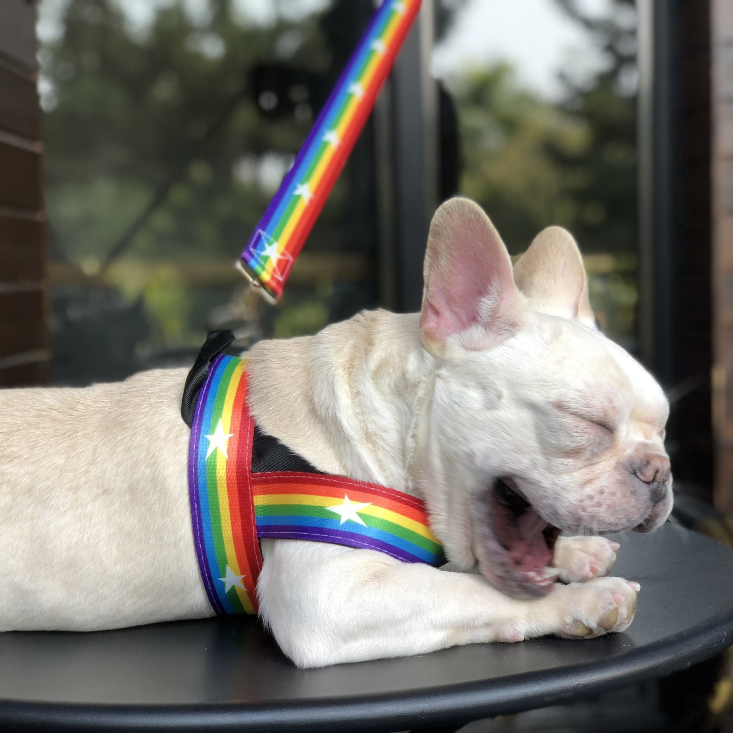 Correa Arcoíris para Perros con Correa Pecho – Estilo y Seguridad en Cada Paseo 🌈🐶 - EliteMascotas
