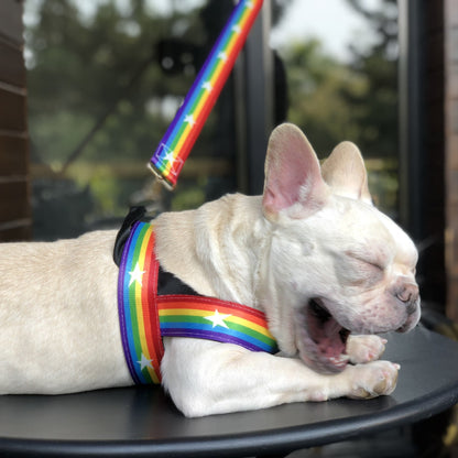 Correa Arcoíris para Perros con Correa Pecho – Estilo y Seguridad en Cada Paseo 🌈🐶 - EliteMascotas