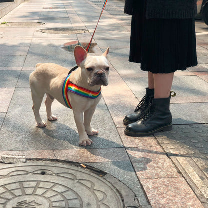 Correa Arcoíris para Perros con Correa Pecho – Estilo y Seguridad en Cada Paseo 🌈🐶 - EliteMascotas