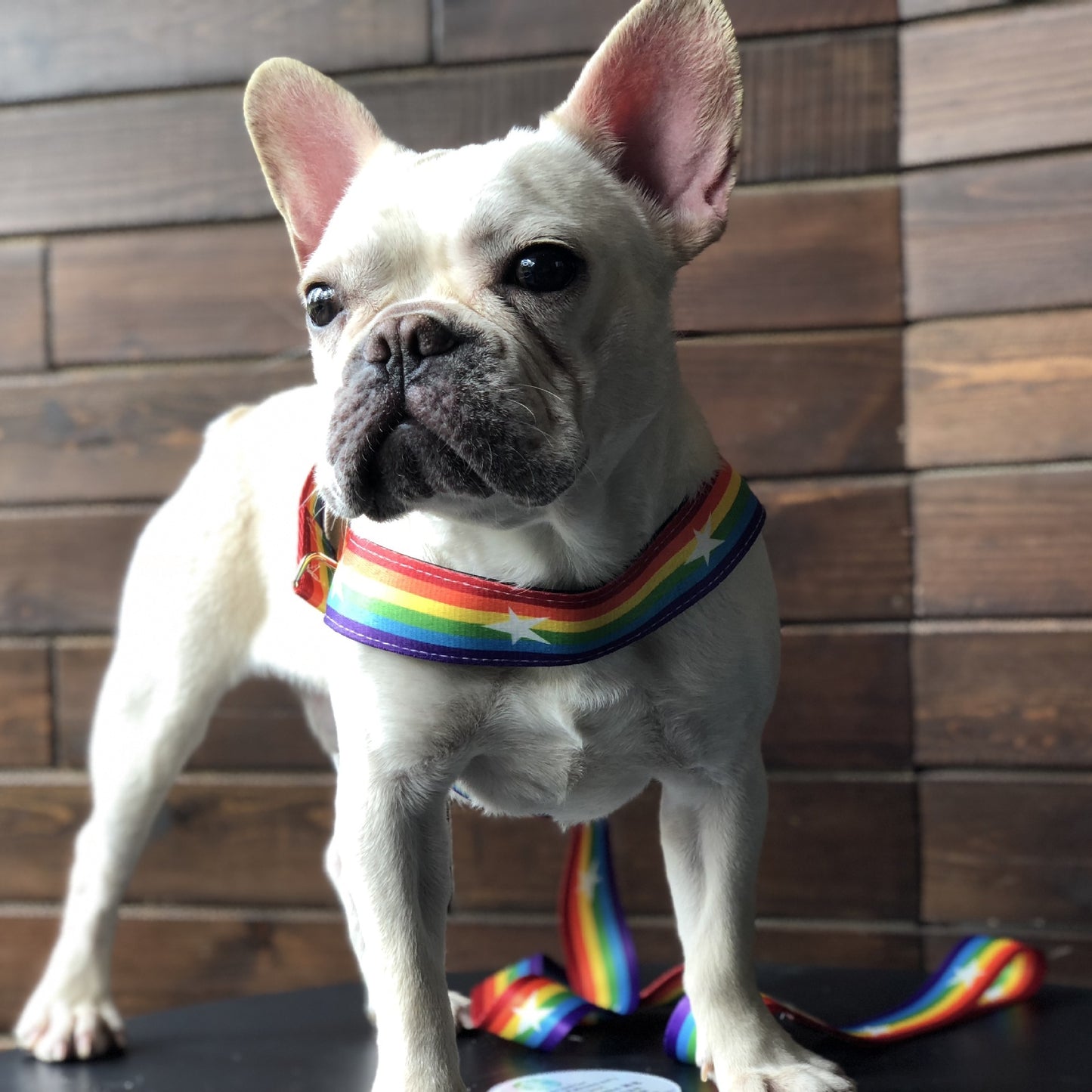 Correa Arcoíris para Perros con Correa Pecho – Estilo y Seguridad en Cada Paseo 🌈🐶 - EliteMascotas