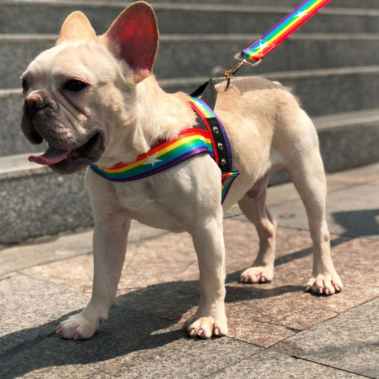 Correa Arcoíris para Perros con Correa Pecho – Estilo y Seguridad en Cada Paseo 🌈🐶 - EliteMascotas