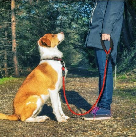 Correa Reflectante de Nylon para Paseos Seguros – Paseos Confortables y Visibles 🌟🐾 - EliteMascotas