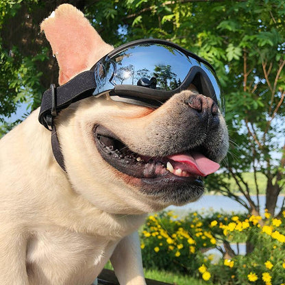 Gafas Antiviento para Perros en Exteriores – Protección, estilo y comodidad en cada aventura 🐕🕶️🌟 - EliteMascotas