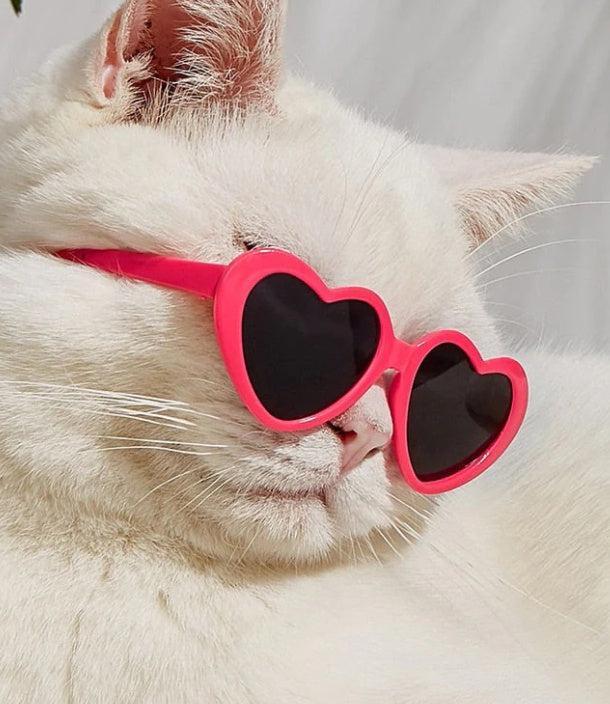 🕶️ Gafas de Sol para Mascotas – Estilo y Protección para Perros y Gatos con Mucha Personalidad 🐾✨ - EliteMascotas