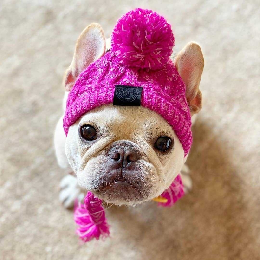 Gorro Luchador para Perros: Cálido y Resistente – Estilo y Protección para el Invierno ❄️🐶 - EliteMascotas