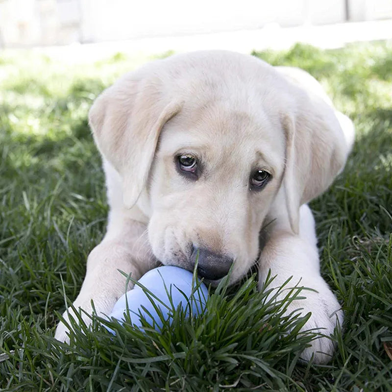 “KONG Puppy Chew Toy 🐶 | Natural Rubber & Eco‑Friendly Teething Relief for Happy Pups 💚”