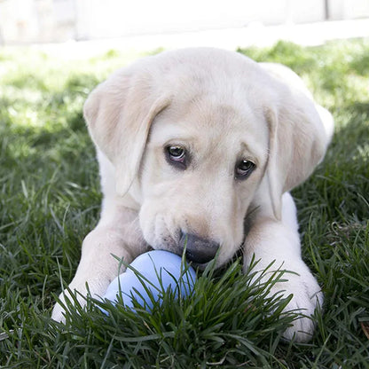 “KONG Puppy Chew Toy 🐶 | Natural Rubber & Eco‑Friendly Teething Relief for Happy Pups 💚”