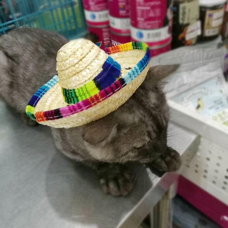 Sombrero de Paja Hecho a Mano para Mascotas – ¡Estilo y frescura para tu peludo! 🌞🐾 - EliteMascotas