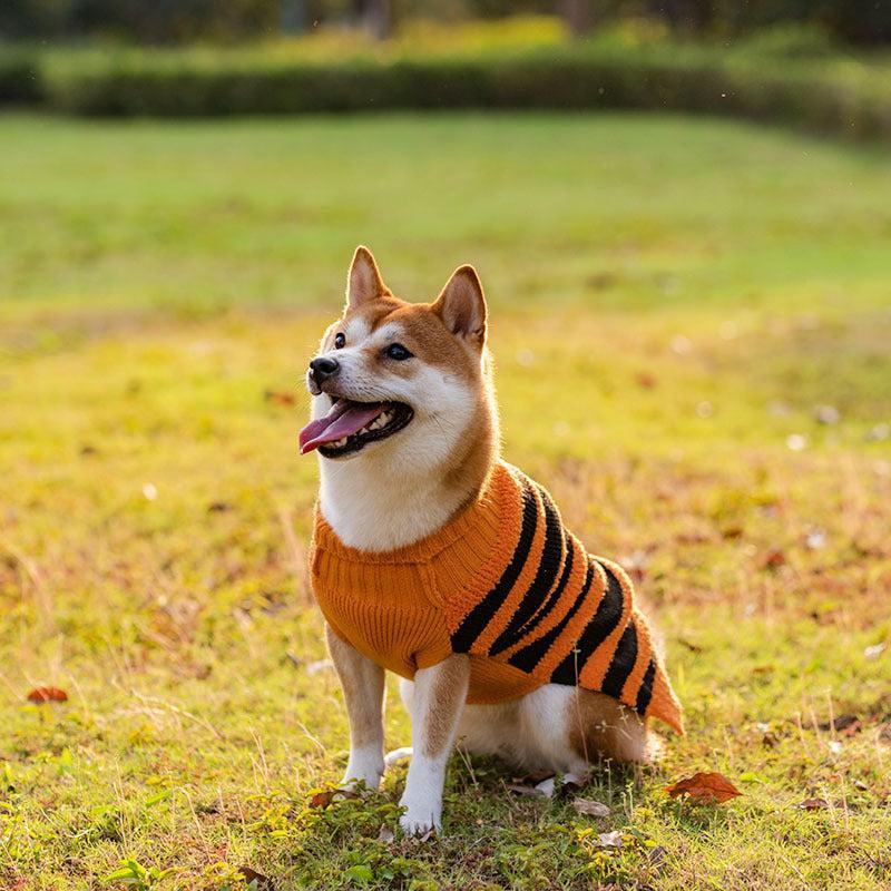 Suéter Teddy para Perros en Halloween Festivo: ¡Diversión y Calidez! 🎃🐾 - EliteMascotas