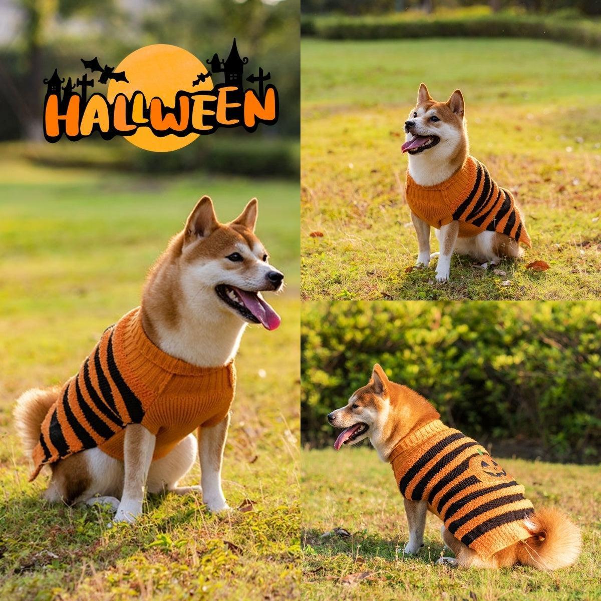 Suéter Teddy para Perros en Halloween Festivo: ¡Diversión y Calidez! 🎃🐾 - EliteMascotas