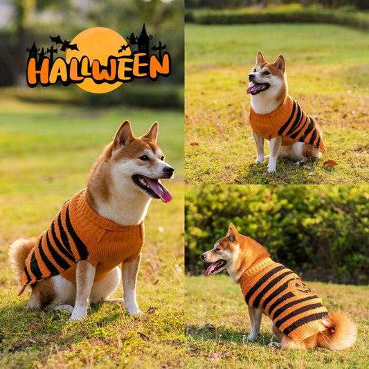 Suéter Teddy para Perros en Halloween Festivo: ¡Diversión y Calidez! 🎃🐾 - EliteMascotas