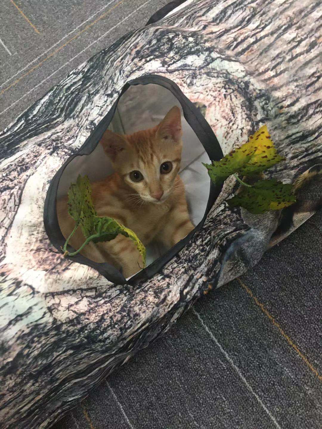 Túnel 3 - Vías Árbol para Gatos Activos – Aventura, juego y diseño natural en un solo túnel 🌿🐾 - EliteMascotas